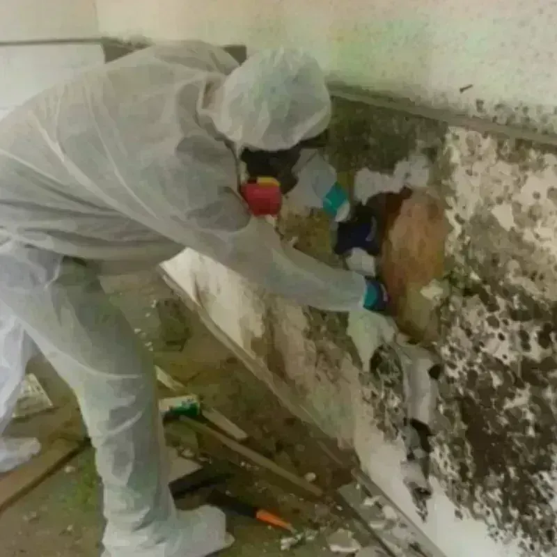 Mold Remediation and Removal in Fort Dodge, IA